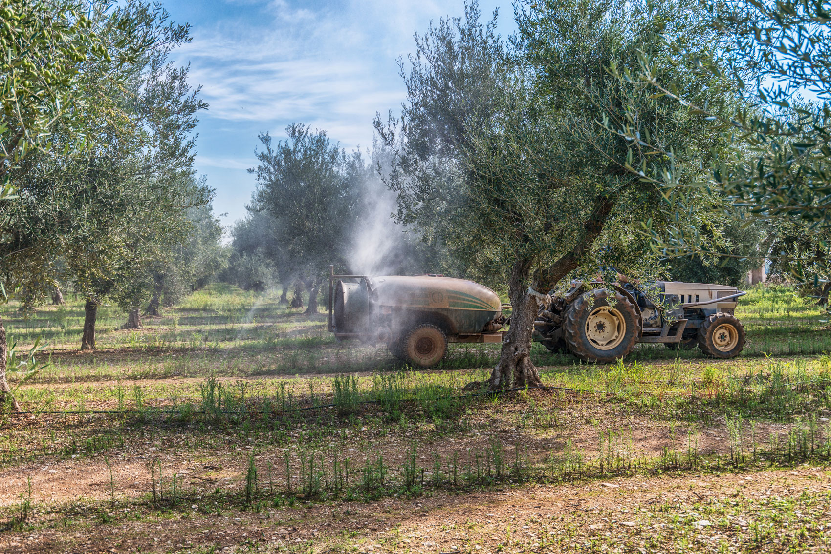 Frantoio oleario l'Olpe di Marco — foto 3