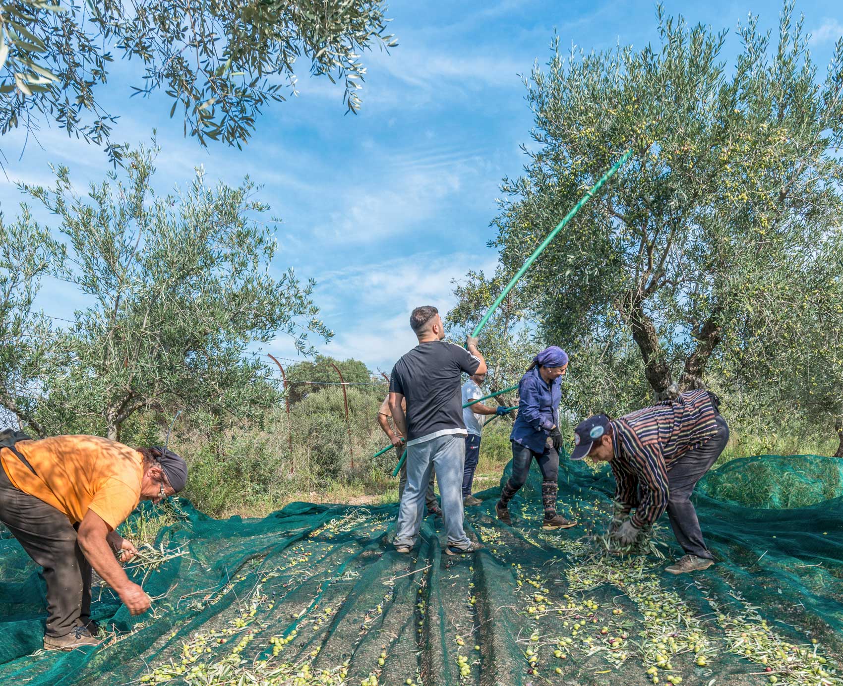 Frantoio oleario l'Olpe di Marco — foto 2